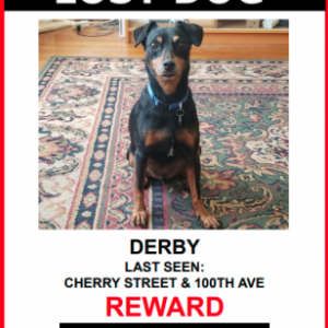 Lost Dog Derby