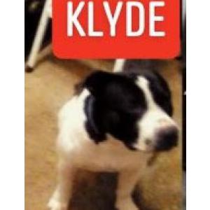 Lost Dog Klyde