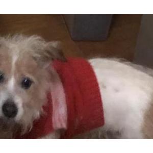Lost Dog Theo