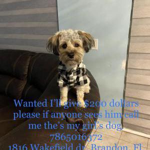 Image of Teddy, Lost Dog