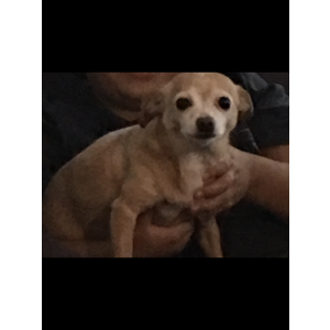 Lost Dog Lucky