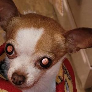 Image of Nyla (Poo), Lost Dog