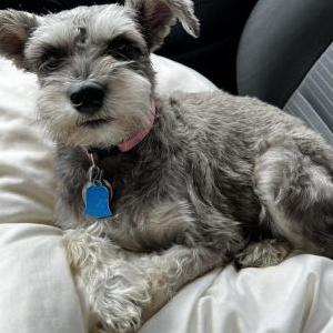 Lost Dog Minnie