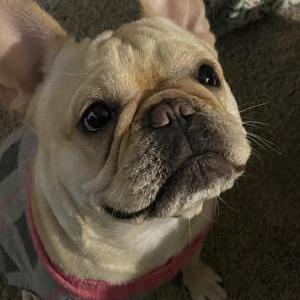 2nd Image of Pursie, Lost Dog