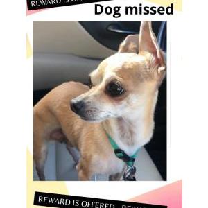 Lost Dog Caramelo