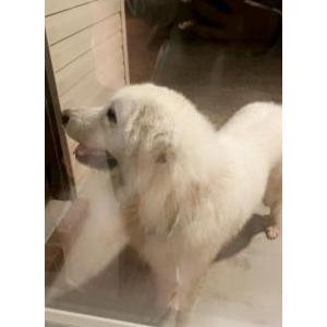 Image of Coco, Found Dog