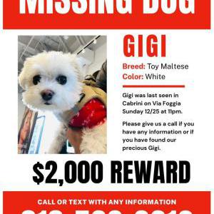 Lost Dog GiGi