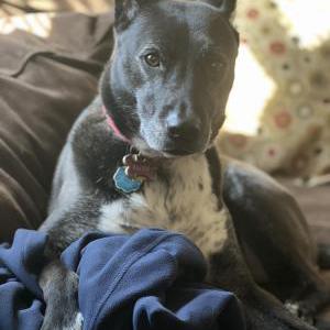 Lost Dog Eliza