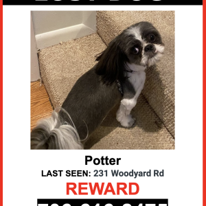 Image of Potter, Lost Dog
