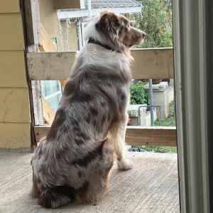 Image of Levi silva, Lost Dog