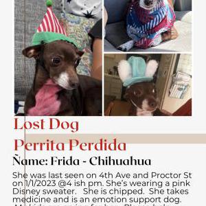 Lost Dog Frida