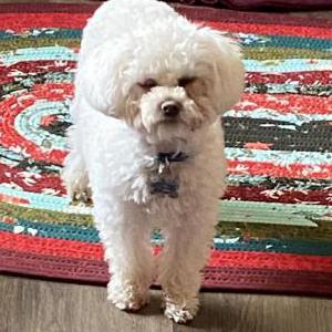 Image of Buckley, Lost Dog
