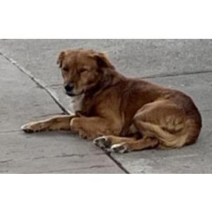 Lost Dog Canelo