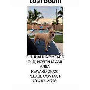 Lost Dog Niño