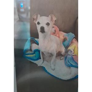 Lost Dog Chi chi