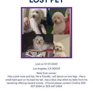 Lost Dog Hefner