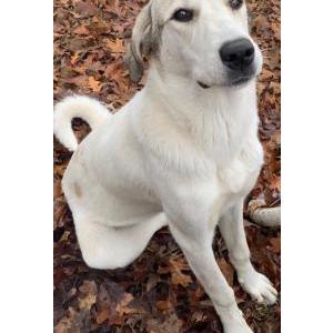 Image of SNOWBALL, Lost Dog