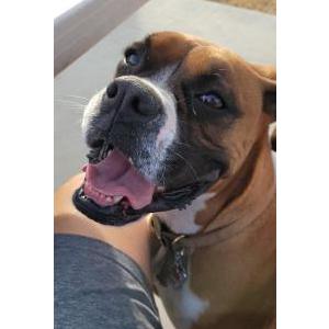 Lost Dog Nala