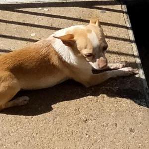 Lost Dog CARAMELO