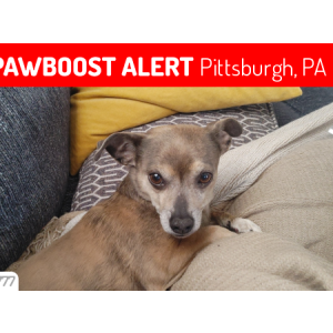 Image of Moses, Lost Dog