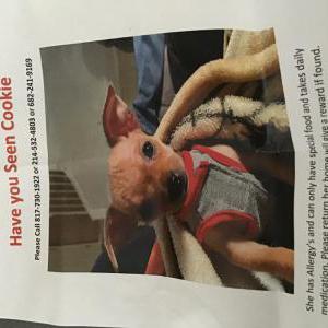 Lost Dog Cookie