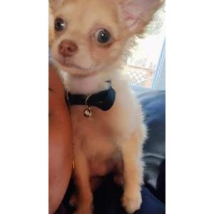 Image of Cupcake, Lost Dog