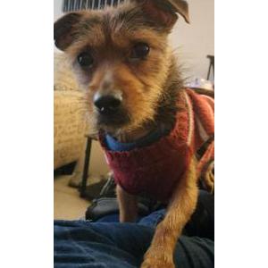 Image of Mooch, Lost Dog
