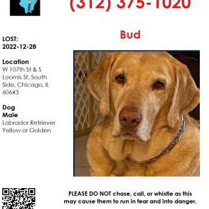 Lost Dog Bud
