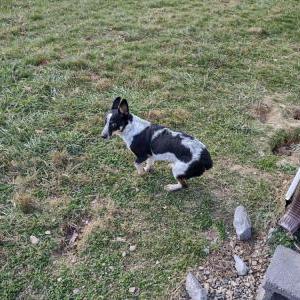 Image of Jake, Lost Dog