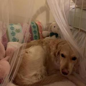 2nd Image of Gracie, Lost Dog