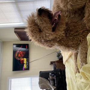 2nd Image of Finn, Lost Dog