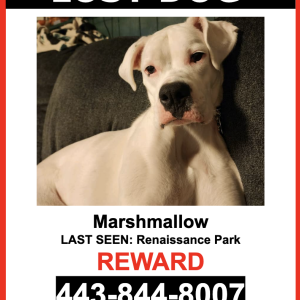 Lost Dog Marshmallow