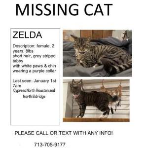 Lost Cat Zelda