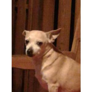 Image of Chico, Lost Dog