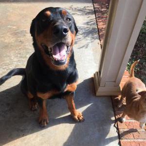 Image of Roscoe, Lost Dog