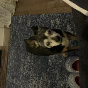 Lost Dog Keiki (Kay-Key)