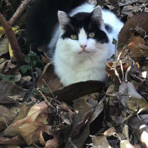 Lost Cat Stella