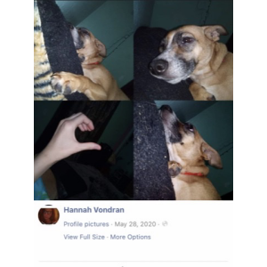 Lost Dog Daisy Mae