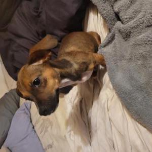 Lost Dog Brownie