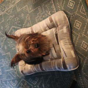 Found Dog Unknown