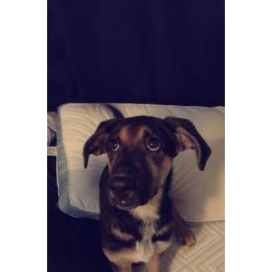 Image of Unknown, Found Dog