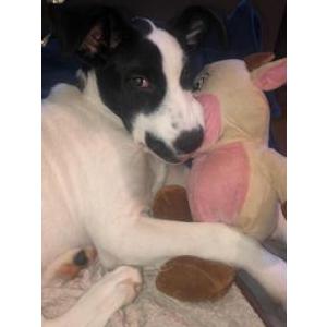 Image of Sally Mae, Lost Dog