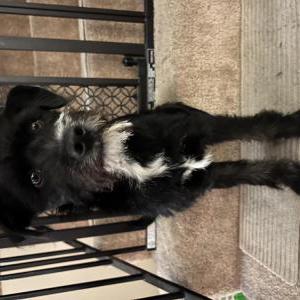 Found Dog Unknown