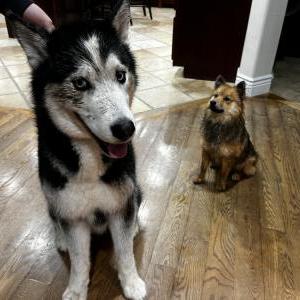 Lost Dog Kenai