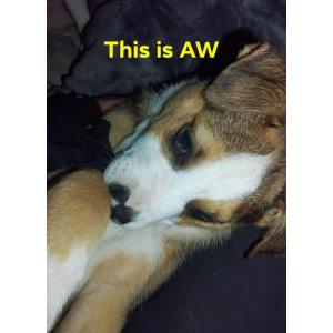 Lost Dog Aw