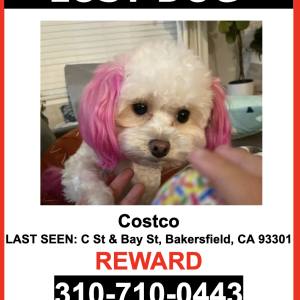 Lost Dog Costco