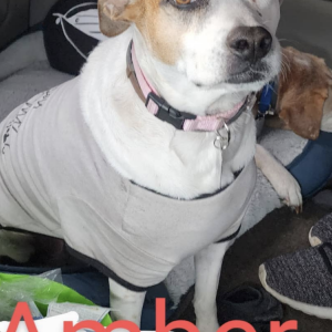 Lost Dog Amber