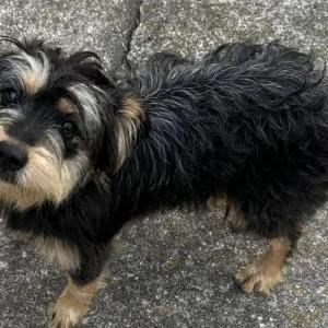 Image of Unknown, Found Dog