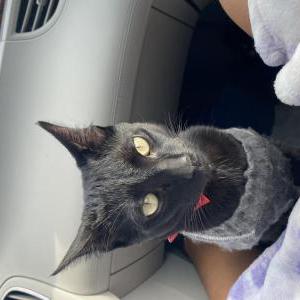 Image of Kurama, Lost Cat