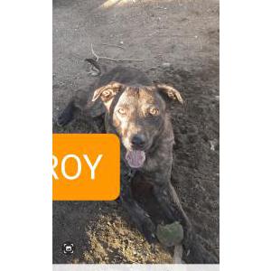 Lost Dog ROY